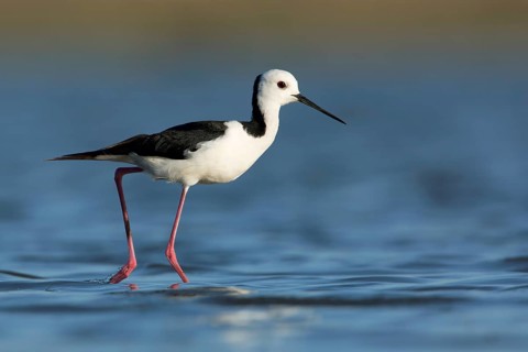White-headed Stilt (Himantopus leucocephalus), Victoria, Australia
