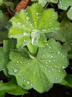 Lady's mantle (Alchemilla), plant leaves with water droplets, Hesse, Germany