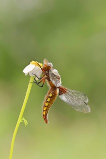 Broad-bodied chaser (Libellula depressa), female, Provence, Southern France