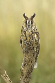 Long-eared Owl (Asio otus), Germany