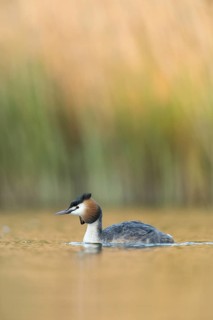 Great Crested Grebe (Podiceps cristatus), North Rhine-Westphalia, Germany