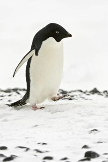 Adelie Penguin (Pygoscelis adeliae), Antarctica