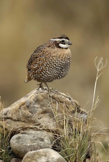 Northern Bobwhite (Colinus virginianus) male, Texas, USA