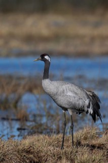 Common crane (Grus grus), Hornborga, Sweden