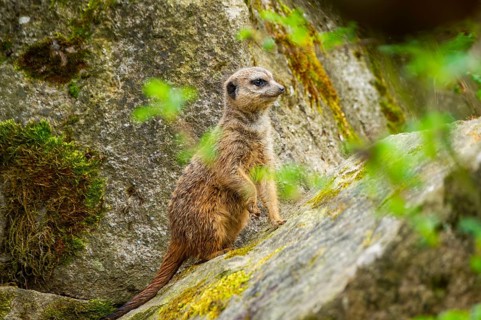 Meerkat (Suricata suricatta) standing on a rock looking around, curious, Germany