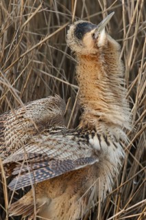 Eurasian Bittern (Botaurus stellaris), Hesse, Germany
