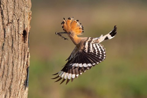 Hoopoe in flight (Upupa epops), Faßberg, Lower Saxony, Germany