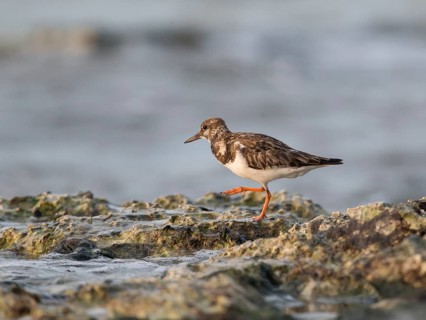 Ruddy Turnstone (Arenaria interpres) foraging, Cuba