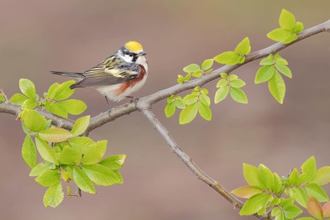 Chestnut-sided Warbler (Setophaga pensylvanica) perched on a branch, Texas, USA