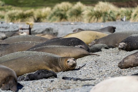 Southern elephant seal (Mirounga leonina), group of females and juveniles lying on shingle beach