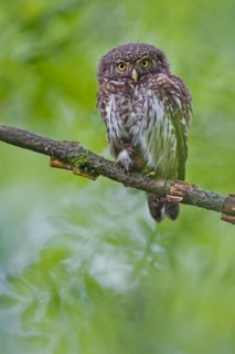 Eurasian Pygmy Owl (Glaucidium passerinum), Bavaria, Germany