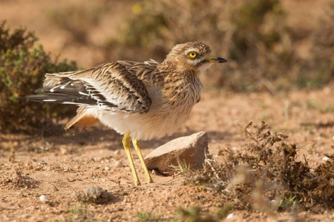 Eurasian Stone-curlew (Burhinus oedicnemus), Morocco