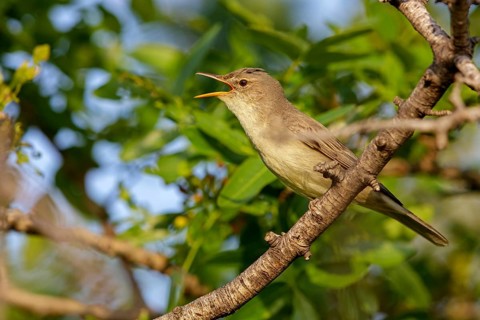 Olive warbler, (Hippolais olivetorum), animal, animals, bird, birds, biotope, habitat, perch,