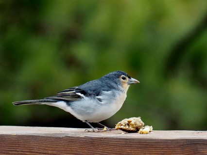 La Palma chaffinch (Fringilla coelebs palmae)