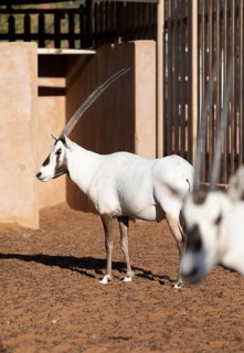 Arabian oryx (Oryx leucoryx) in the Arabian Oryx Camp, Wahiba Sands desert or Rimal Al Wahiba or