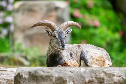 Bharal (Pseudois nayaur) lying on a rock, Germany