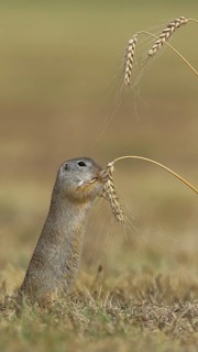 European ground squirrel (Spermophilus citellus) eating barley ear, Lake Neusiedl National Park,