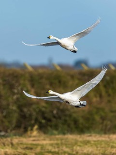 Tundra Swan, Bewick's Swan, Cygnus columbianus in flight at winter in Slimbridge, England, United