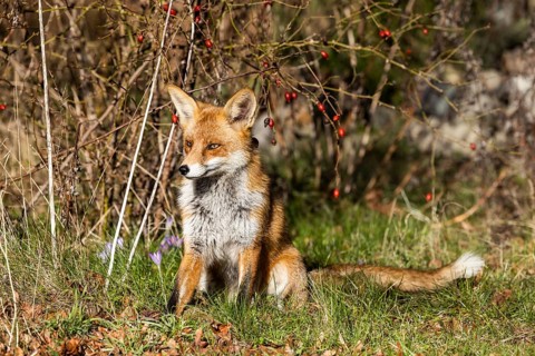 Young red fox (Vulpes vulpes) on the grounds of the Freie Universität Berlin, Dahlem, Zehlendorf,