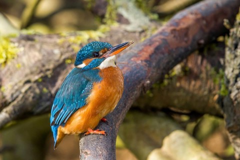 Kingfisher (Alcedo atthis) female, sitting room, Germany, Mecklenburg-Western Pomerania, Feldberger