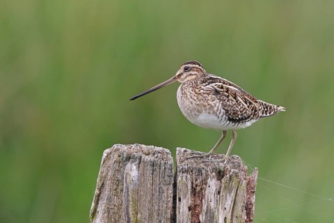 Snipe (Gallinago gallinago), standing on fence post of a pasture, on moorland, snipe birds,