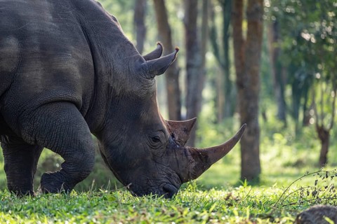 Southern white rhinoceros (Ceratotherium simum simum), Ziwa Rhino Sanctuary, Uganda