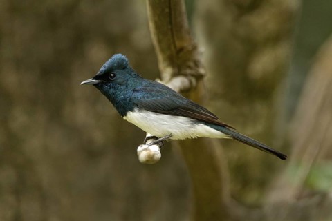 Satin Flycatcher (Myiagra cyanoleuca) male, Tasmania, Australia