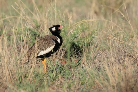 White-winged Bustard (Afrotis afraoides), adult, male, calling, courtship display, Mokala National