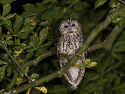Tawny owl (Strix aluco), Westend Nord, Frankfurt am Main, Hesse, Germany