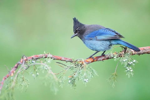 Steller's Jay (Cyanocitta stelleri) perched on a branch, Colorado, USA