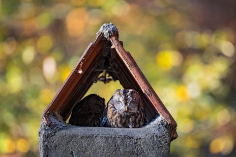 Tawny Owl (Strix aluco) resting in a chimney, Baden-Wuerttemberg, Germany