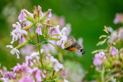 A dove tail (Macroglossum stellatarum) flies near pink flowers of soapwort (Saponaria officinalis)