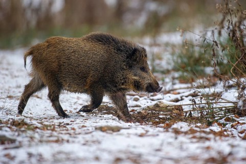 Wild boar (Sus scrofa) in the winer in the snow, young boar, Teutoburg Forest, Melle, Lower Saxony,