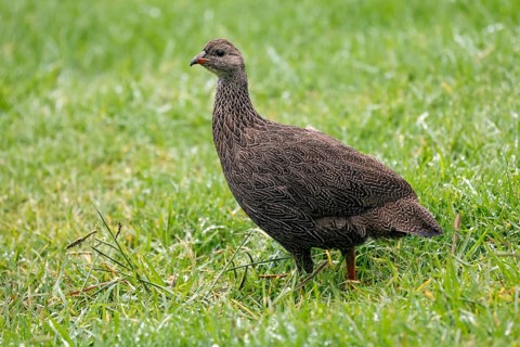 Cape Francolin (Pternistis capensis), adult, running, foraging, Karoo Desert Botanic Garden,