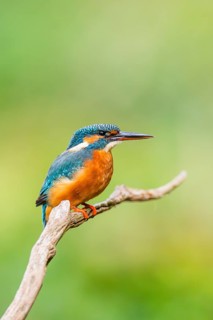 Common kingfisher (Alcedo atthis) sitting on an old wooden branch in late summer, wildife, Bavaria,