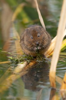 Water vole (Arvicola amphibius) adult rodent animal feeding on pond weed in summer, RSPB Minsmere