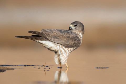 Levant Sparrowhawk (Accipiter brevipes) female, Eilat, Israel