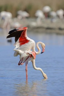Greater flamingo (Phoenicopterus roseus), pair copulating, Camargue, Provence, southern France
