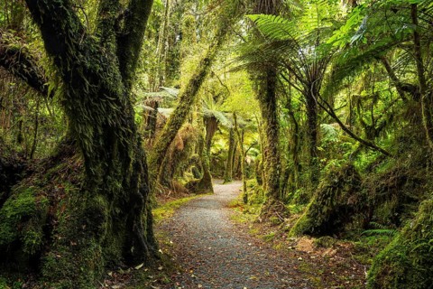 Hiking trail through a wooded landscape with ferns and mosses. Minnehaha Walk, Fox Glacier Area,