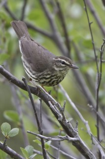 Northern Waterthrush (Parkesia noveboracensis), Manitoba, Canada