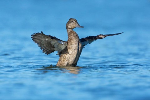 Freckled Duck (Stictonetta naevosa) male flapping, Victoria, Australia