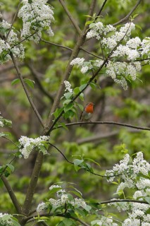 Robin (Erithacus rubecula) sitting on a branch of a common European Bird Cherry (Prunus padus),