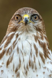 Common Buzzard (Buteo buteo), portrait, Castile and Leon, Spain