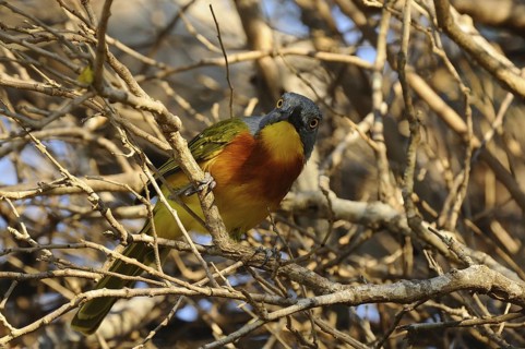 Grey-headed Bushshrike (Malaconotus blanchoti), Tsavo East National Park, Kenya