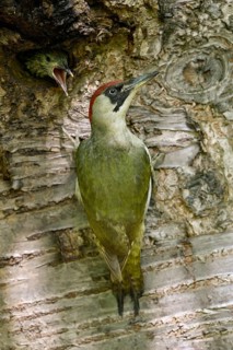 European Green Woodpecker (Picus viridis) female climbing tree trunk, North Rhine-Westphalia,