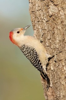 Red-bellied Woodpecker (Melanerpes carolinus), Texas, USA