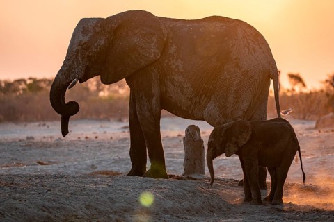 African elephant (Loxodonta africana) with young, sunset, Savuti, Chobe National Park, Botswana