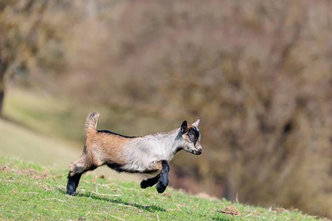A young pygmy goat (Capra hircus) runs across a green meadow on a sunny day. Austria