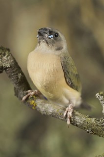 Gouldian Finch (Erythrura gouldiae) juvenile