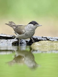 Eurasian Blackcap (Sylvia atricapilla) male, Hungary
